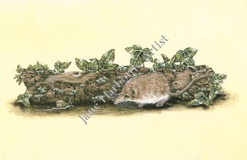 Shrew by Jane Harbottle Artist
