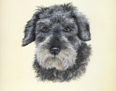 Dachshund by Jane Harbottle Artist