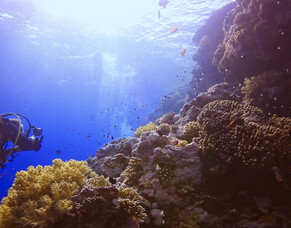 &lsquo;RED SEA: BROTHER ISLANDS &ndash; A SCUBA DIVE ADVENTURE&rsquo; Now Available on VOD!