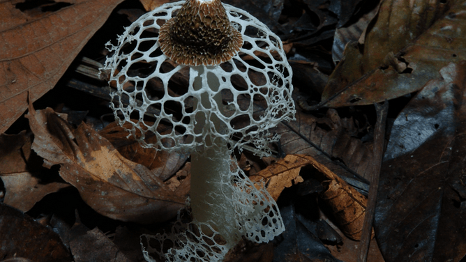 FANTASTIC FUNGI: Louie Schwartzberg's Documentary On The Magic Of Mushrooms
