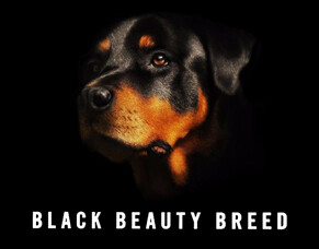Discover the True Spirit of the Rottweiler in &#039;BLACK BEAUTY BREED&#039; &ndash; Now Streaming on Britflicks