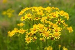 Ragwort and the Cinnabar Caterpillar