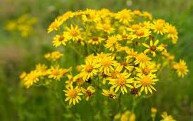 Ragwort