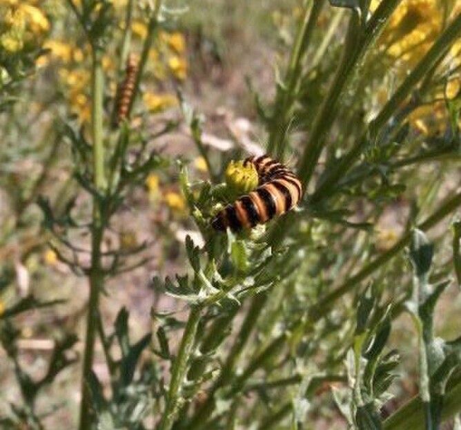 Cinnabar caterpillar