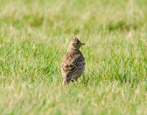 Skylarks