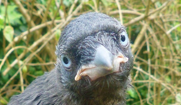 Some of the many corvids we have rescued