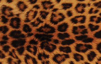 Talent Search & Management