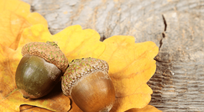 Two acorns with their 'hats' on