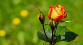 Hybrid working: It's here to stay but will it work for your business?