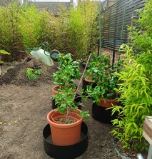 Picture shows landscaping works underway for the Howbury project, a complete landscape package for a Bedford Client.