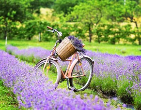 Hvar&#039;s Lavender Paradise: Exploring Eco-Adventures