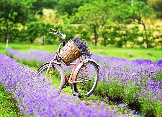 Lavander fields