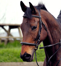 Horse at High Plains Equestrian Centre