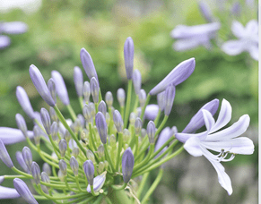 No garden? no problem