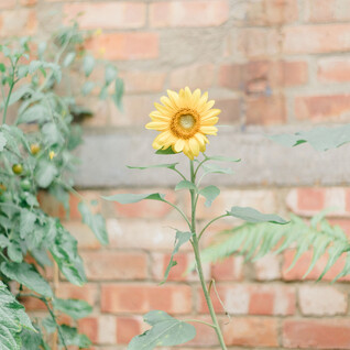 Gorst Studios - garden