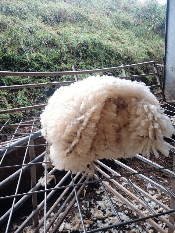 Redwoods Farm Highlander fleece, rolled and resting on wire mesh before being packed in the wool sheets