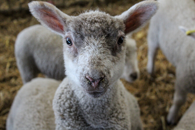 lamb standing in barn on straw looking directly at the camera
