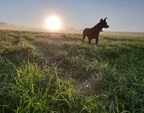 Natural daylight &amp; a hen's body clock