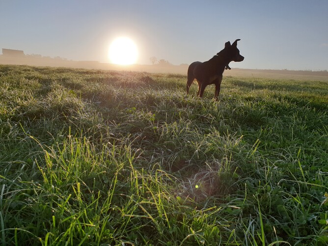 Izzy, our Kelpie dog standing in the grassland with the sun just coming over the horizon behind as she looks right out of the picture with her ears pricked up