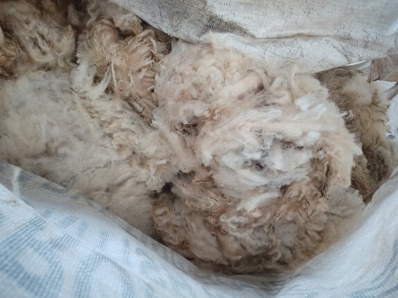 rolled shorn fleece packed inside white sack known