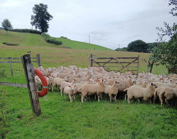 gathered Redwoods Farm Highlander sheep in a gateway with the field in the background and Wyn the Border Collie lying in the behind the sheep