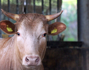 Why bring our cattle inside for winter?