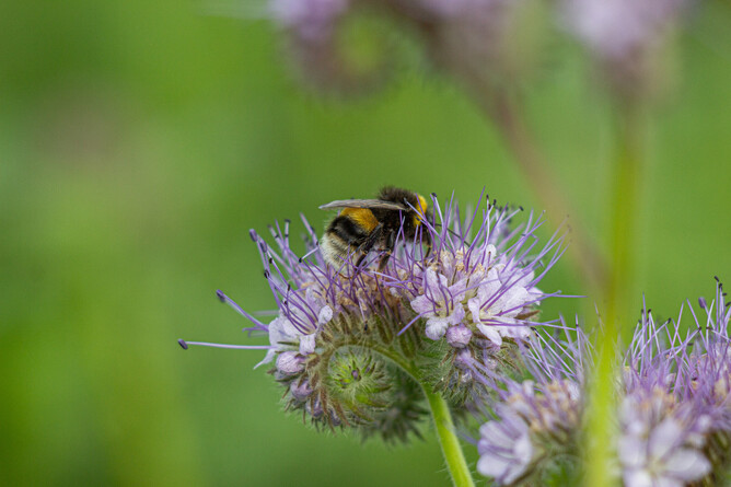 Close up of Redwoods Farm pasture, showing diversity of plants with a close up of a bumble bee in the foreground