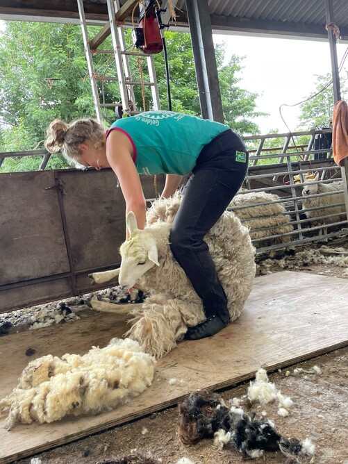 Suzie shearing on a hill farm in Scotland