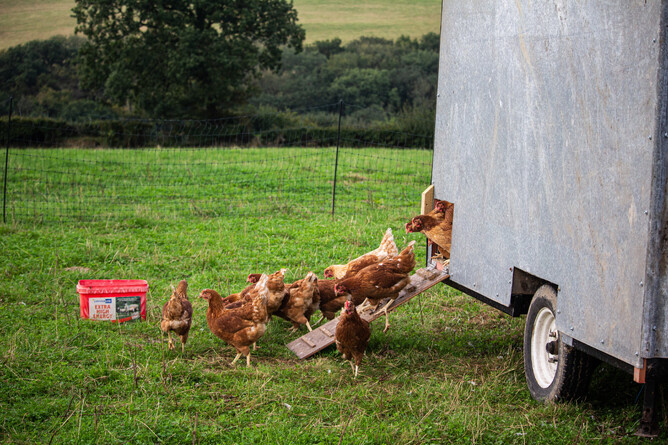 our mobile egg caravan in fresh pasture, with the hatch open and our laying hens coming down the ramp at first light