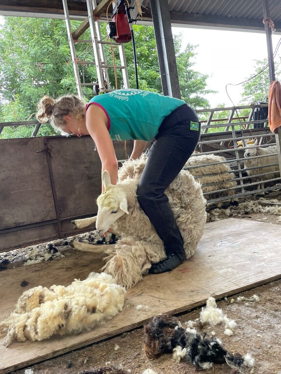 blond girl in green singlet and black trousers, bent over shearing a sheep between her legs in a shearing shed