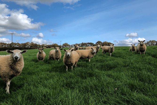 Sheep Shears - Harvest of History