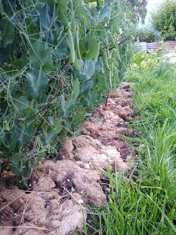 a row of garden peas with a mulch of raw wool fleece at it's base keeping weeds away with grass alongside