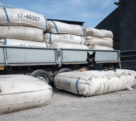 trailer full of white wool sheets (sacks) with two in the foreground, one being laid upon by a black and tan dog (Beau)