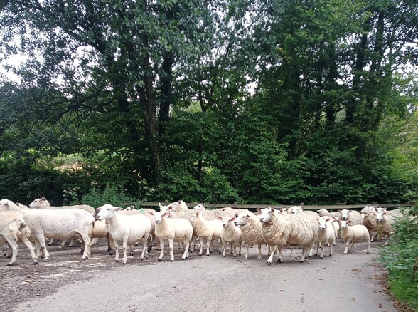 Redwoods Farm Highlander and Exlana sheep walking down the lane and into a gateway on the left of the image