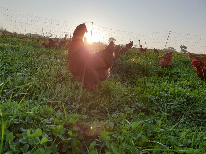 a group of laying hens in their pasture with the sun rising over the horizon behind