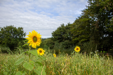 The Redwoods Farm pasture showing a diverse range of plants including sunflowers and grasses with trees in the background and a white cloud and blue sky