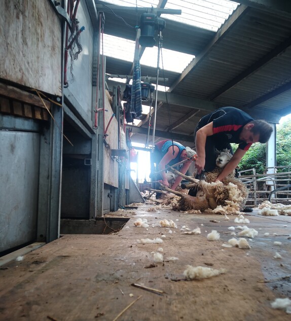 local shearing contractor team busy shearing Redwoods woolly Highlander ewes