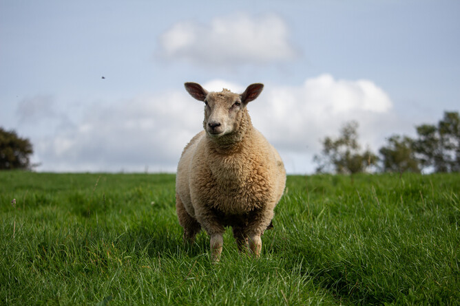 Charolais cross lamb standing in the grassland with clouds and blues sky over the horizon in the background
