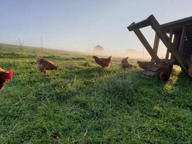 our chickshaw on fresh pasture, with the laying hens investigating their fresh pasture having just been let out at sunrise