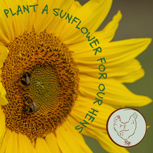 Sunflower head with 2 bees in the centre with text saying Plant a sunflower for our hens and a hen graphic in the bottom right corner in a red circle