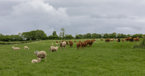 Why do we keep our animals in a flerd?