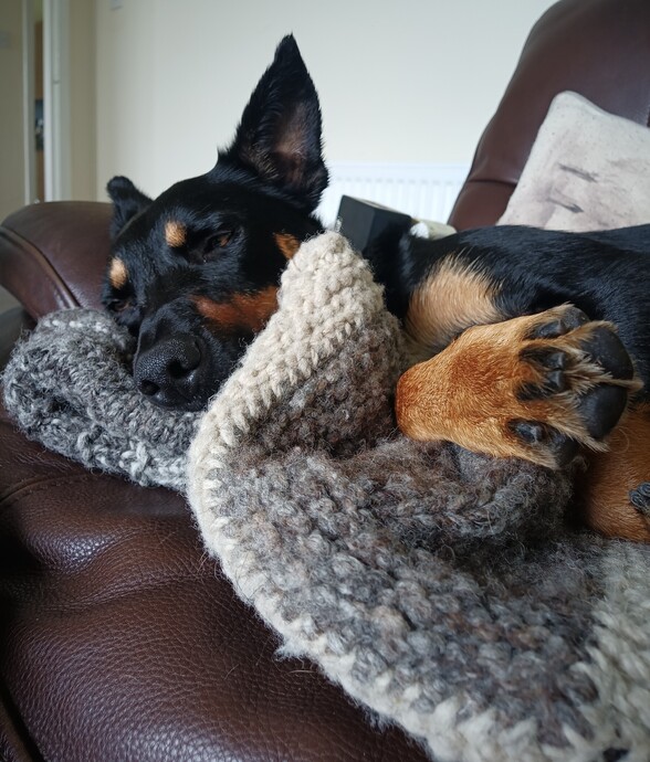 Kelpie collie cross dog, Beau, reclining on a leather sofa cuddling into a hand knit wollen blanket in natural grey, brown and cream shades