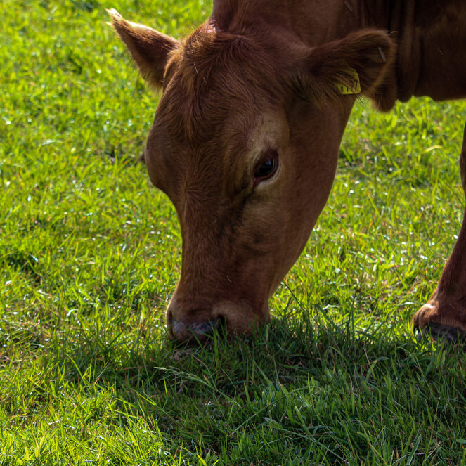 close up of the head of one of our stabiliser cows standing on grassland with head down eating grass