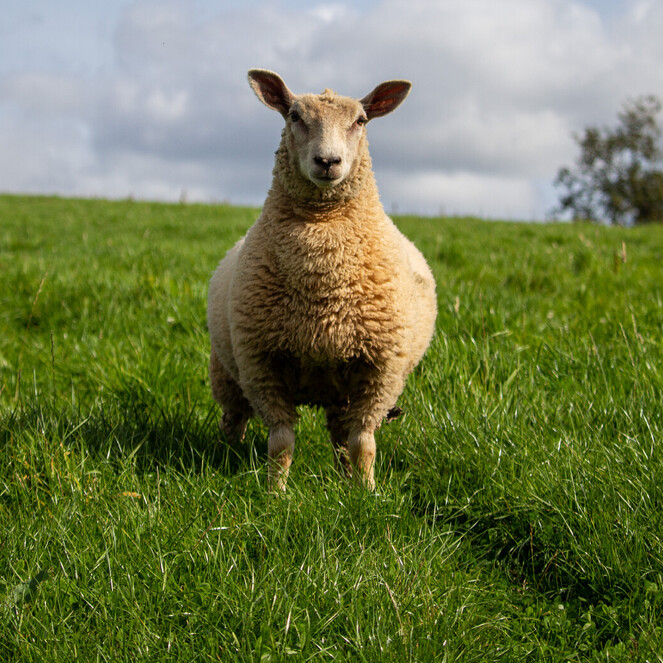 one of our Charolais cross lambs looking straight out at the camera standing in the grassland with a cloudy sky behind over the horizon