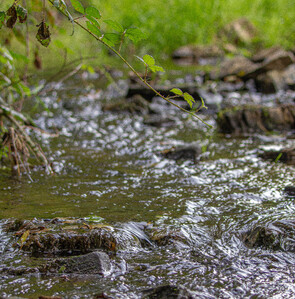 the babbling stream through our woodland with the light dancing on the water and grassland in the background