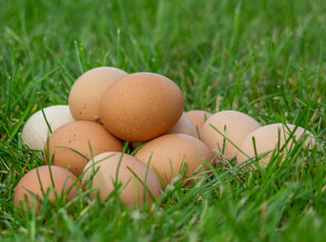closeup of a pile of pasture raised fresh eggs sitting on grassland
