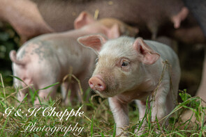 picture of Large White cross Gloucester Old Spot cross piglets standing in grassland with a sow in the background & Grace & Katie Photography logo in the corner of the picture