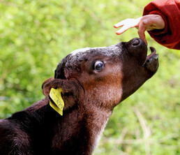 Headshot of a Redwoods calf in a field licks up towards a hand coming in from the side of the picture