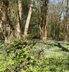 Surrounding area - rural location 