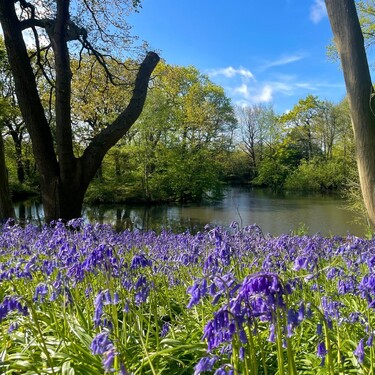 The bluebells! One of our favourite times of year here.